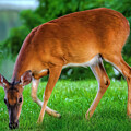 The Deer Photograph by Shelia Hunt The Deer Photograph by Shelia Hunt