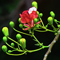 The Delonix Regia Photograph by Gian Smith The Delonix Regia Photograph by Gian Smith