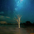 The Drowned Tree by Rob Lang