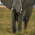 The Elephant Charge by Laura Hedien