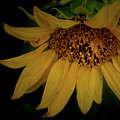 The Flashy Wild Sunflower Photograph by Laura Putman The Flashy Wild Sunflower Photograph by Laura Putman