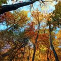 The Forest's Embrace Painting Photograph by Debra and Dave Vanderlaan The Forest's Embrace Painting Photograph by Debra and Dave Vanderlaan