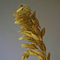 The Gold Of The Realm by Skip Willits The Gold Of The Realm by Skip Willits