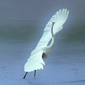 The Great dancing Egret Photograph by Carl Marceau The Great dancing Egret Photograph by Carl Marceau