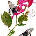 The Great Mormon Butterfly Painting by Espero Art The Great Mormon Butterfly Painting by Espero Art