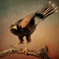 The Harris's Hawk by Steve Kelley