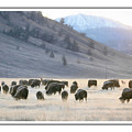 The Herd by Will Wagner