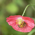 The Honey Bee and Poppy 2019 Photograph by Thomas Young The Honey Bee and Poppy 2019 Photograph by Thomas Young