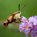The Hummingbird Moth Photograph by Linda Bonaccorsi The Hummingbird Moth Photograph by Linda Bonaccorsi