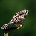 The hunting position in profile for the young kestrel Photograph by Torbjorn Swenelius The hunting position in profile for the young kestrel Photograph by Torbjorn Swenelius