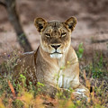 The hypnotizing  look by Stefan Knauer