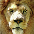 The King Photograph by Lens Art Photography By Larry Trager The King Photograph by Lens Art Photography By Larry Trager