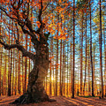 The King Of the Trees Photograph by Evgeni Dinev The King Of the Trees Photograph by Evgeni Dinev