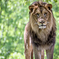 The king Photograph by Robert Miller The king Photograph by Robert Miller