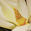 The Last Magnolia Drawing by Kelly Speros The Last Magnolia Drawing by Kelly Speros