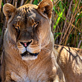 The Lion Sleeps Tonight Photograph by Al Judge The Lion Sleeps Tonight Photograph by Al Judge