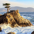The Lone Cypress Photograph by Robert Carter The Lone Cypress Photograph by Robert Carter