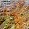 The Lone Tree Photograph by Leslie Struxness The Lone Tree Photograph by Leslie Struxness