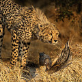 The Lookout Photograph by Linda Villers The Lookout Photograph by Linda Villers