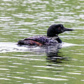 The Loon in the Morning Photograph by Regina Muscarella The Loon in the Morning Photograph by Regina Muscarella