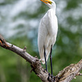 The Magestic Egret Photograph by Regina Muscarella The Magestic Egret Photograph by Regina Muscarella