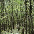 The Magic Forest Photograph by Roberta Byram The Magic Forest Photograph by Roberta Byram