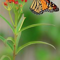 The Majestic Monarch by Alison Belsan Horton
