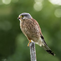 The male Kestrel hunting on top of a round pole Photograph by Torbjorn Swenelius The male Kestrel hunting on top of a round pole Photograph by Torbjorn Swenelius