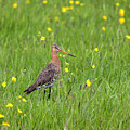 The Meadow Bird The Godwit Photograph by MPhotographer The Meadow Bird The Godwit Photograph by MPhotographer