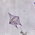 The Microscopic World 9 by Christopher Hollon