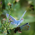 The Mirrors Butterfly Photograph by Carl Marceau The Mirrors Butterfly Photograph by Carl Marceau