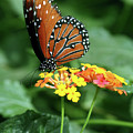The Monarch Photograph by Jim Feldman The Monarch Photograph by Jim Feldman
