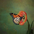 The Monarch's Visit by Maryanne Keeling