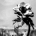 The Mystery Blooms at Midnight by W Craig Photography