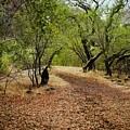 The Next Clue by Wade Hampton