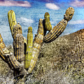 The Old Elephant Cactus - Artistic by Kelley King