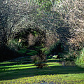 The Path by Tikvah's Hope