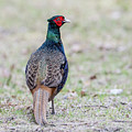 The Pheasant Beauty s back Photograph by Torbjorn Swenelius The Pheasant Beauty s back Photograph by Torbjorn Swenelius
