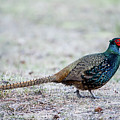 The Pheasant Beauty Photograph by Torbjorn Swenelius The Pheasant Beauty Photograph by Torbjorn Swenelius