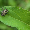 The Pollinator Photograph by Melissa Southern The Pollinator Photograph by Melissa Southern