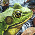 The Prince of the Pond by Shana Rowe Jackson