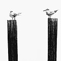 The Sea Birds Digital Art by Randall Allen The Sea Birds Digital Art by Randall Allen