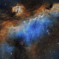 The Seagull Nebula by Prabhu Astrophotography The Seagull Nebula by Prabhu Astrophotography