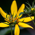 The Stages of Bloom Photograph by Linda Bonaccorsi The Stages of Bloom Photograph by Linda Bonaccorsi
