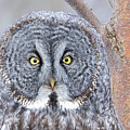 The The Great Grey Hunter Portrait by Mircea Costina Photography