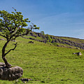 The Tree In The Rock Photograph by Tom Holmes Photography The Tree In The Rock Photograph by Tom Holmes Photography