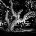 The Tree of Life Photograph by Louis Dallara The Tree of Life Photograph by Louis Dallara
