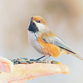 The Trusting Hand by Roberta Murray