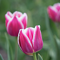 The Tulip by Tom Crook
