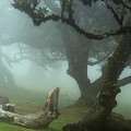 The Valley of Lost Souls - Fanal Laurel Forest of Madeira Island 59 by Jenny Rainbow